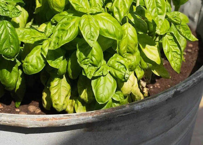 Ξενοδοχείο Roxy &